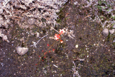 APII jpeg image of Drosera microphylla  © contact APII