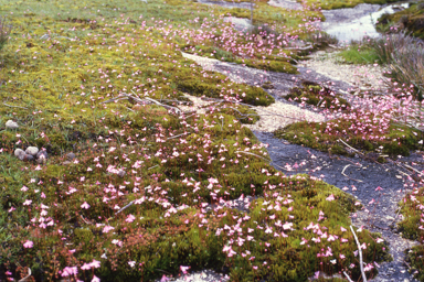 APII jpeg image of Utricularia multifida  © contact APII