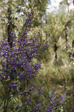 APII jpeg image of Hovea elliptica  © contact APII