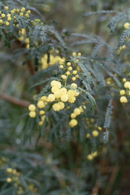 APII jpeg image of Acacia pentadenia  © contact APII