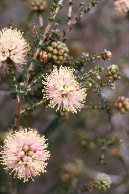 APII jpeg image of Kunzea recurva  © contact APII