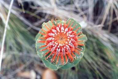 APII jpeg image of Banksia coccinea  © contact APII