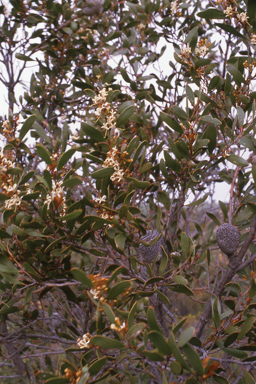 APII jpeg image of Hakea pandanicarpa subsp. crassifolia  © contact APII