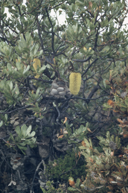 APII jpeg image of Banksia lemanniana  © contact APII