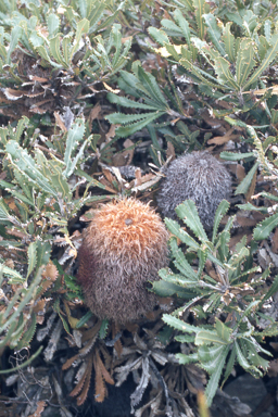 APII jpeg image of Banksia baueri  © contact APII