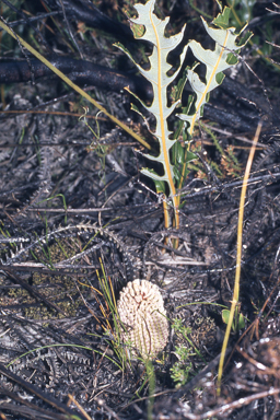 APII jpeg image of Banksia repens  © contact APII