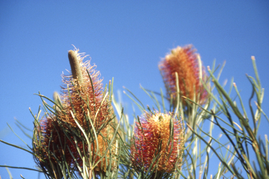 APII jpeg image of Banksia occidentalis  © contact APII