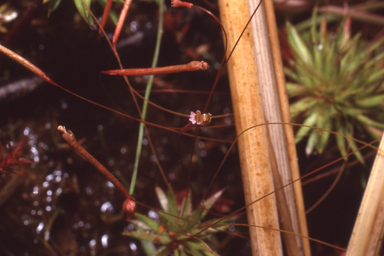 APII jpeg image of Stylidium pedunculatum  © contact APII