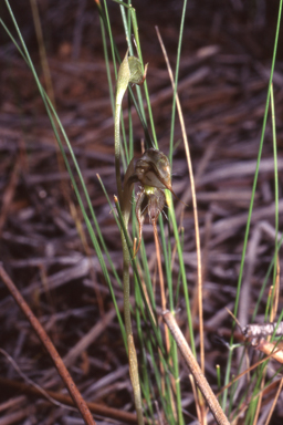 APII jpeg image of Pterostylis ciliata  © contact APII