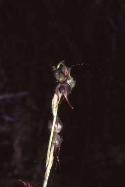 APII jpeg image of Pterostylis ciliata  © contact APII