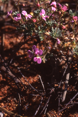 APII jpeg image of Stylidium dielsianum  © contact APII