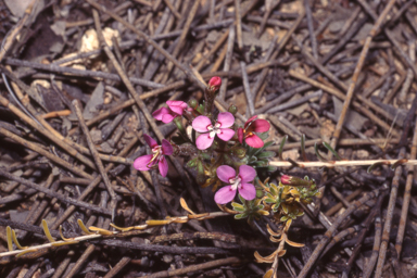 APII jpeg image of Stylidium dielsianum  © contact APII