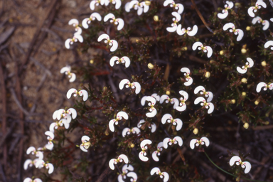 APII jpeg image of Stylidium involucratum  © contact APII