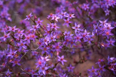 APII jpeg image of Calytrix birdii  © contact APII