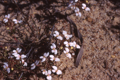 APII jpeg image of Stylidium breviscapum  © contact APII