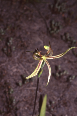 APII jpeg image of Caladenia mesocera  © contact APII