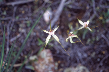 APII jpeg image of Caladenia longicauda subsp. rigidula  © contact APII