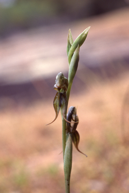 APII jpeg image of Pterostylis roensis  © contact APII