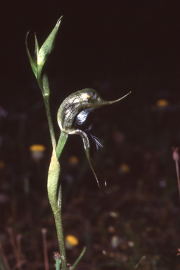 APII jpeg image of Pterostylis roensis  © contact APII