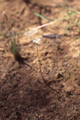 APII jpeg image of Drosera banksii  © contact APII