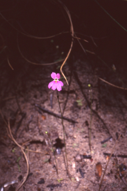 APII jpeg image of Stylidium longicornu  © contact APII