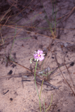 APII jpeg image of Thysanotus chinensis  © contact APII