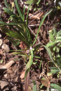 APII jpeg image of Hygrophila angustifolia  © contact APII