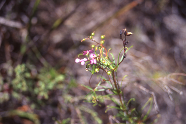 APII jpeg image of Stylidium scandens  © contact APII