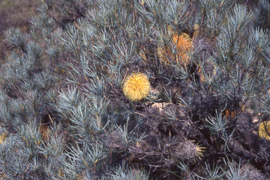 APII jpeg image of Banksia sphaerocarpa  © contact APII