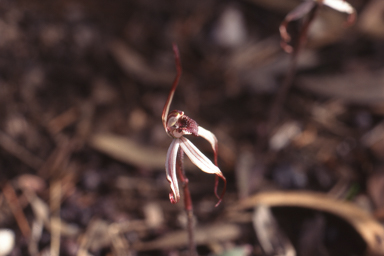 APII jpeg image of Caladenia drummondii  © contact APII