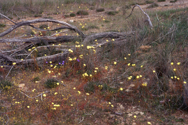 APII jpeg image of Drosera subhirtella  © contact APII