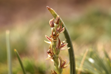 APII jpeg image of Prasophyllum tadgellianum  © contact APII