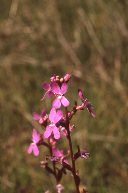 APII jpeg image of Stylidium montanum  © contact APII