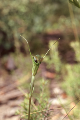 APII jpeg image of Pterostylis atrans  © contact APII