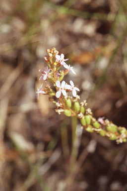 APII jpeg image of Stylidium armeria  © contact APII