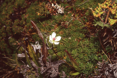 APII jpeg image of Drosera murfetii  © contact APII