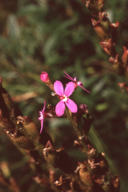 APII jpeg image of Stylidium armeria  © contact APII