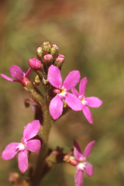 APII jpeg image of Stylidium armeria  © contact APII