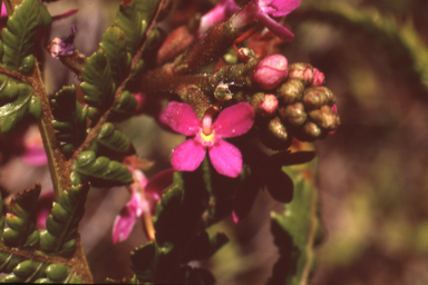 APII jpeg image of Stylidium armeria  © contact APII