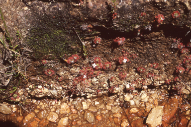 APII jpeg image of Drosera pygmaea  © contact APII