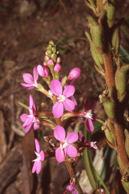 APII jpeg image of Stylidium armeria  © contact APII