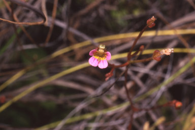 APII jpeg image of Stylidium dunlopianum  © contact APII