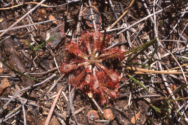 APII jpeg image of Drosera spatulata  © contact APII