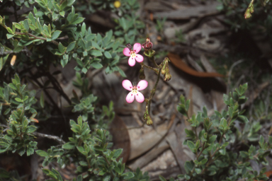 APII jpeg image of Stylidium soboliferum  © contact APII