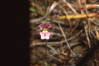 APII jpeg image of Stylidium calcaratum  © contact APII