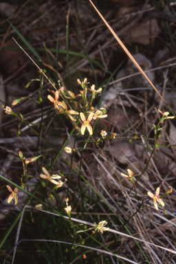 APII jpeg image of Stylidium thesioides  © contact APII