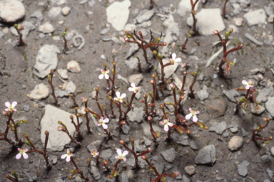 APII jpeg image of Stylidium inundatum  © contact APII