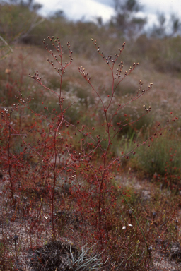 APII jpeg image of Drosera gigantea  © contact APII