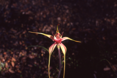 APII jpeg image of Caladenia heberleana  © contact APII