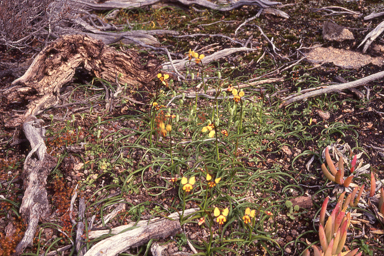 APII jpeg image of Diuris conspicillata  © contact APII